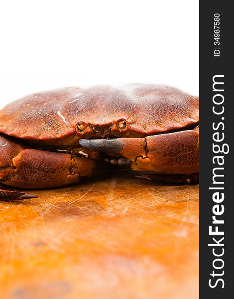 Fresh Raw Edible Brown Sea Crab. Close Up.