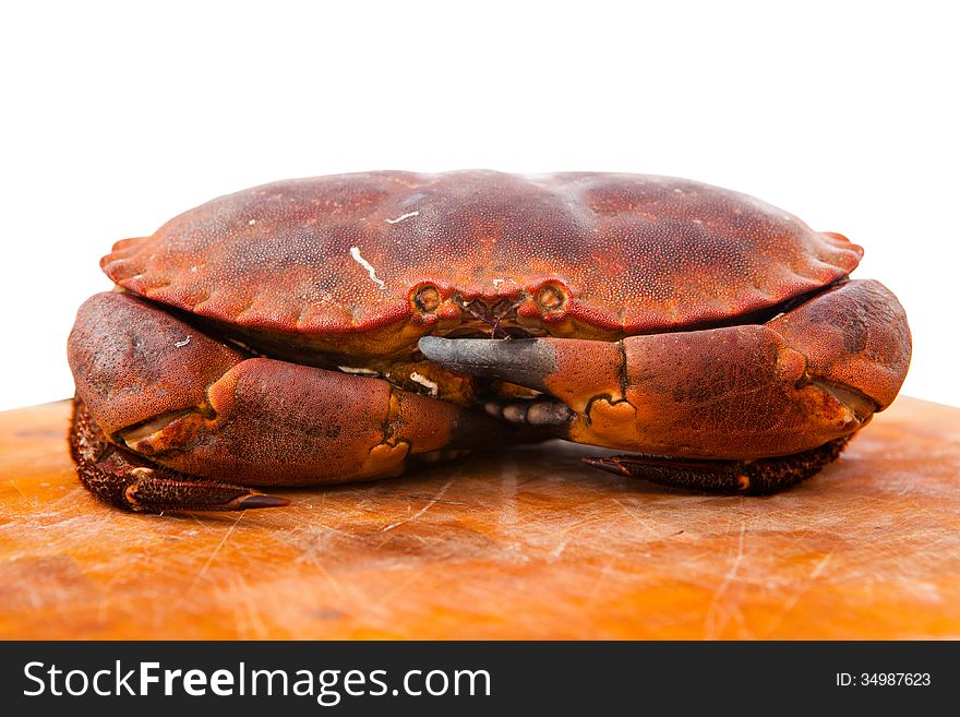 Fresh Raw Edible Brown Sea Crab. Close Up.