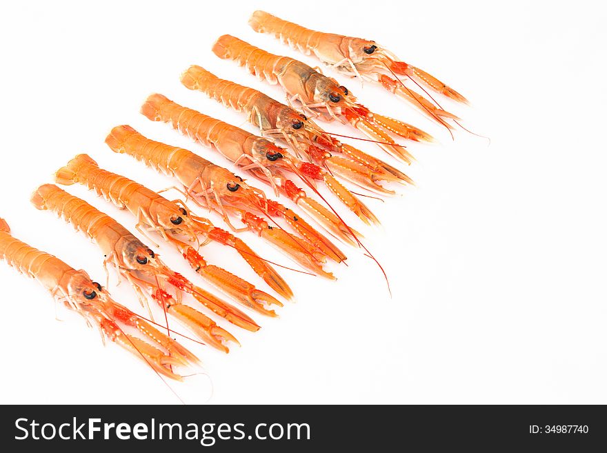 Fresh Norway Lobsters On White Background.