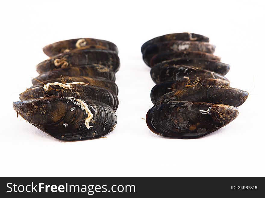 Raw galician mussels. White background.