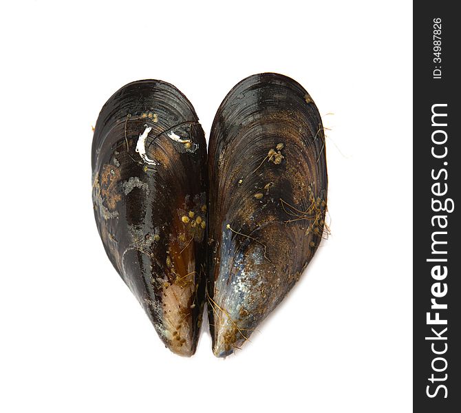 Two fresh mussels forming a heart, over white background. Two fresh mussels forming a heart, over white background.