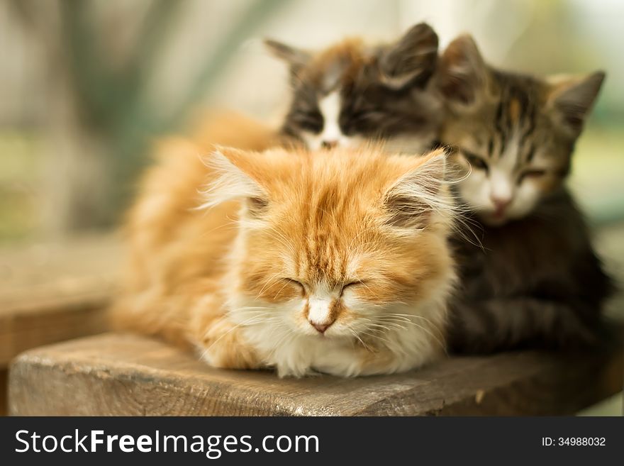 Three little kitten in the village. Sitting and sleeping on a bench