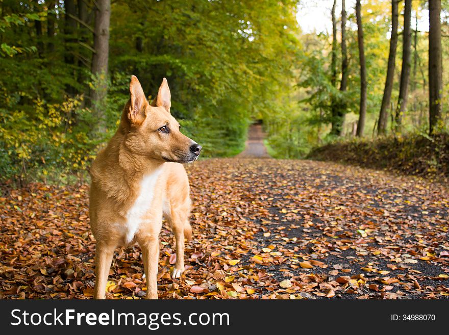 Dog admiring the nature in Autumn. Dog admiring the nature in Autumn