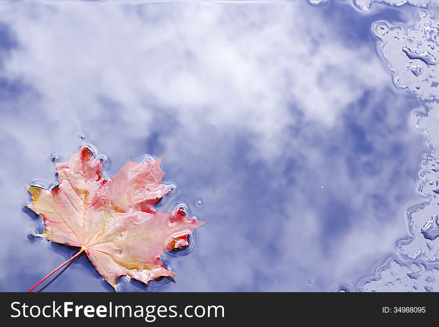 Maple leaf floating in water puddle with clouds reflection in the water. Maple leaf floating in water puddle with clouds reflection in the water