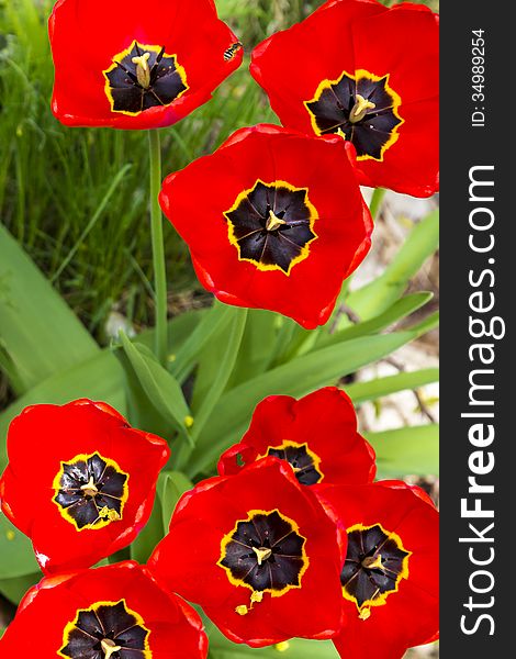 Closeup of some red tulips.