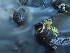 Broken Twig On Wet Stone Below Increased Water Level. Royalty Free Stock Images Broken Twig On Wet Stone Below Increased Water Level. Royalty Free Stock Images