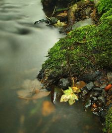 Orange Beech Leaves On Mossy Stone Below Increased Water Level. Royalty Free Stock Image Orange Beech Leaves On Mossy Stone Below Increased Water Level. Royalty Free Stock Image