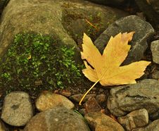 Orange Beech Leaves On Mossy Stone Below Increased Water Level. Stock Image Orange Beech Leaves On Mossy Stone Below Increased Water Level. Stock Image