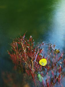 Aspen Leaf On Red Exposed Roots Of Aspen Tree In Blurred Clear Water Of Mountain River, First Autumn Colors. Royalty Free Stock Image Aspen Leaf On Red Exposed Roots Of Aspen Tree In Blurred Clear Water Of Mountain River, First Autumn Colors. Royalty Free Stock Image
