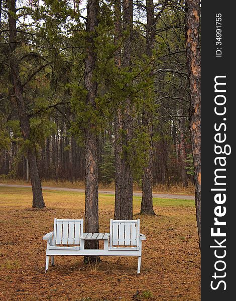 A two seat park bench by pine trees. A two seat park bench by pine trees