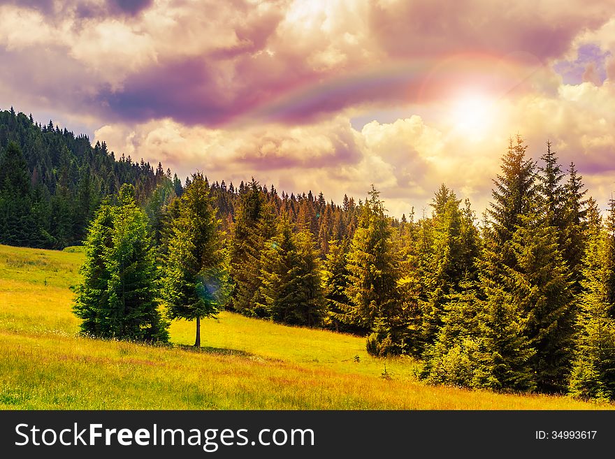 Coniferous forest on a mountain slope