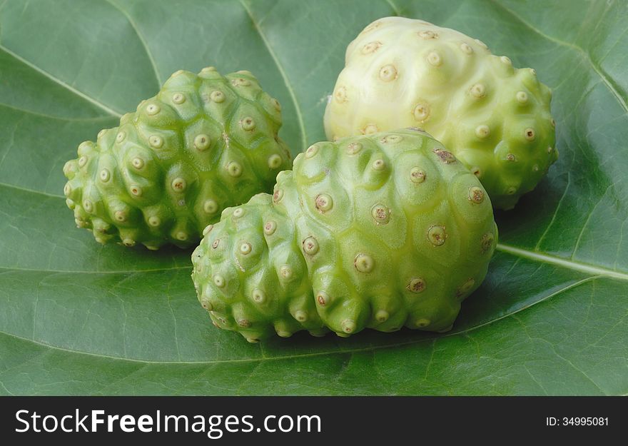 Noni fruits on green leaf