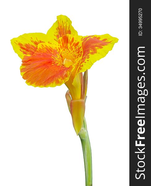 Yellow Canna flowers on white background