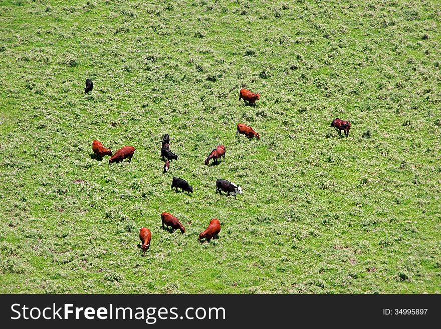 Pasture Landscape Cattle and Horses Kauai Island Hawaii