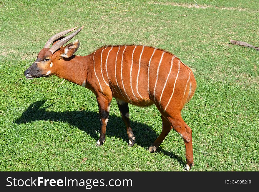 Brown antelope bongo on green grass
