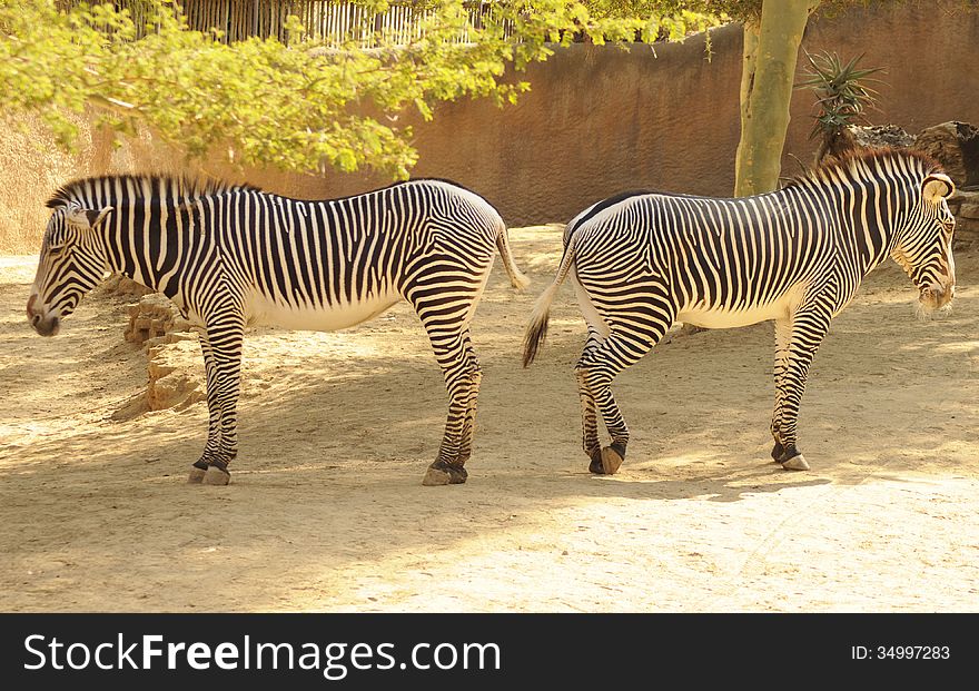 Two zebras standing hindquarters to hindquaters with white tummies