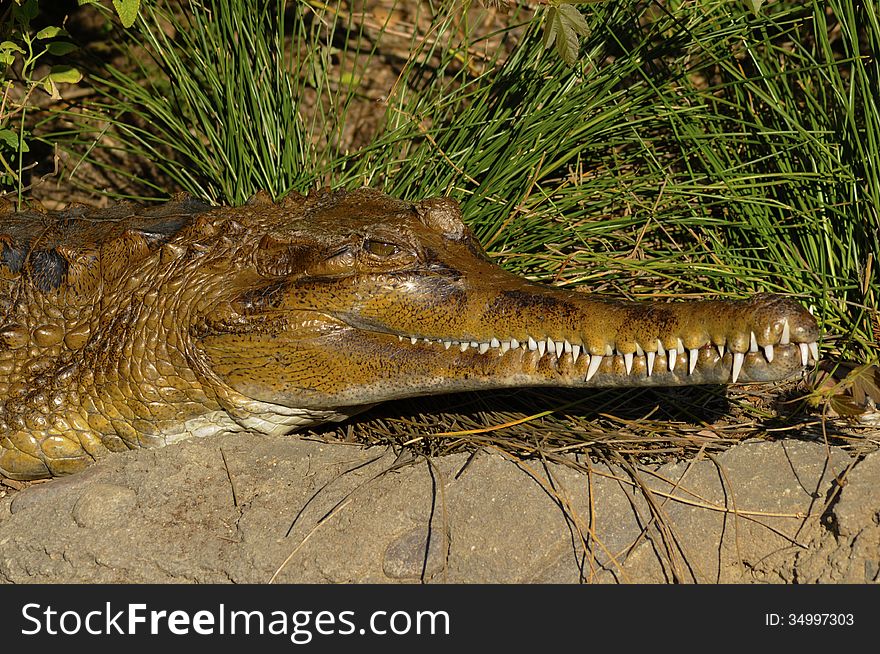 A beautiful alligator sunbathing with is his toothy grin and his eyes open. A beautiful alligator sunbathing with is his toothy grin and his eyes open