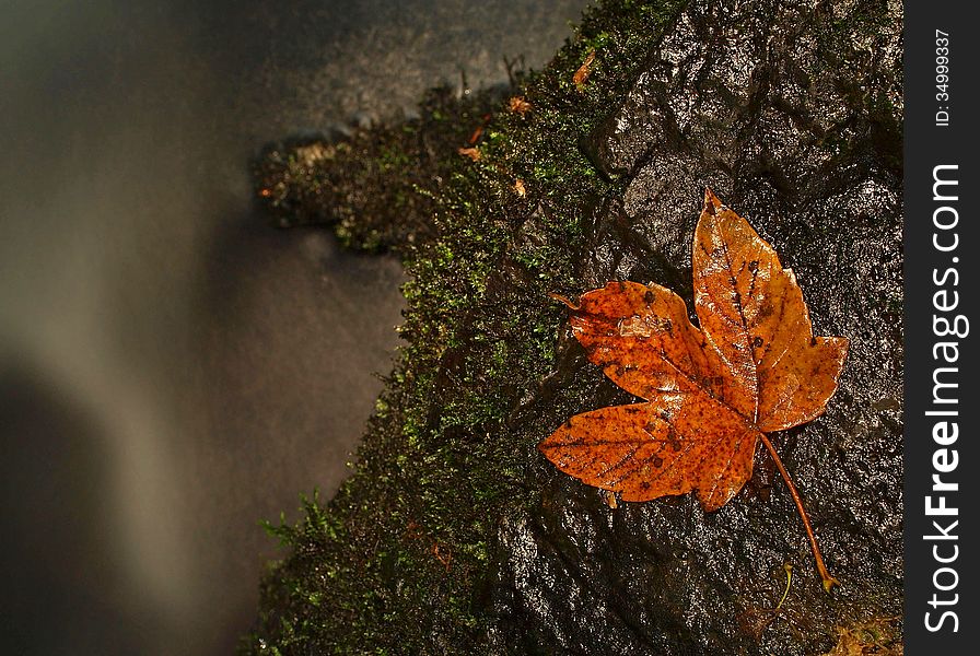 Orange Beech Leaves On Mossy Stone Below Increased Water Level.