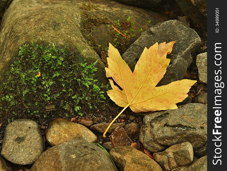 Orange Beech Leaves On Mossy Stone Below Increased Water Level.