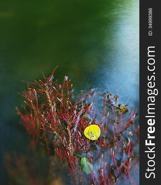 Aspen Leaf On Red Exposed Roots Of Aspen Tree In Blurred Clear Water Of Mountain River, First Autumn Colors.