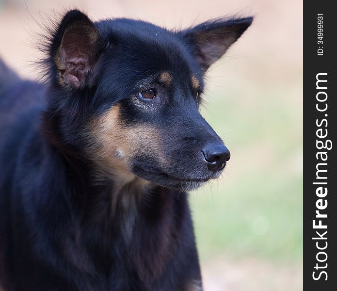 Homeless dog at chonburi  thailand