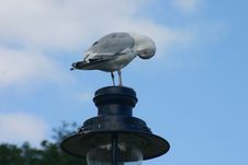 Seagull In Lamp Post Royalty Free Stock Images