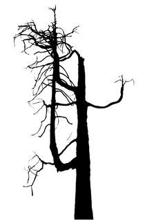 Dead Tree Royalty Free Stock Image