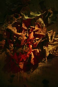 Dried Leaves Royalty Free Stock Photo Dried Leaves Royalty Free Stock Photo