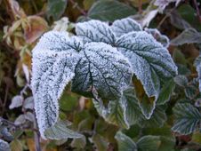 Frosted Leaf Royalty Free Stock Photography Frosted Leaf Royalty Free Stock Photography