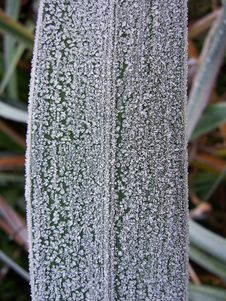 Frosted Leaf 4 Stock Photo Frosted Leaf 4 Stock Photo