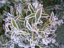 Frosted Leaves Stock Image Frosted Leaves Stock Image