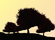 Silhouette Of Oak Tree Royalty Free Stock Photography Silhouette Of Oak Tree Royalty Free Stock Photography