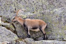 Mountain Goat Royalty Free Stock Photo Mountain Goat Royalty Free Stock Photo