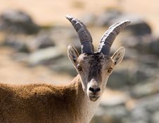 Mountain Goat Royalty Free Stock Photos Mountain Goat Royalty Free Stock Photos