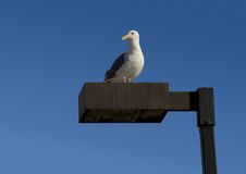 Seagull On A Lamppost Stock Photos