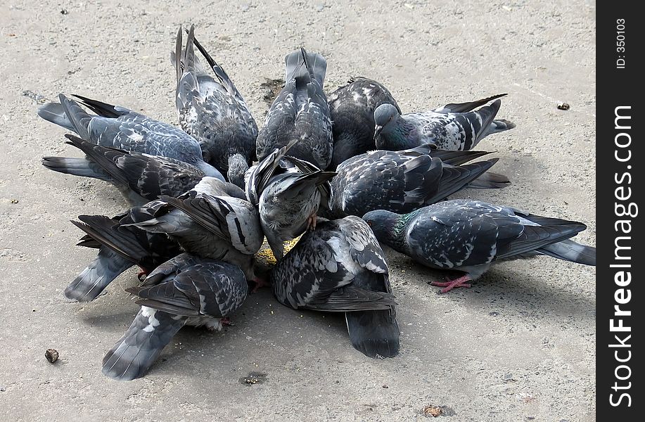 Pigeons eating birdseed