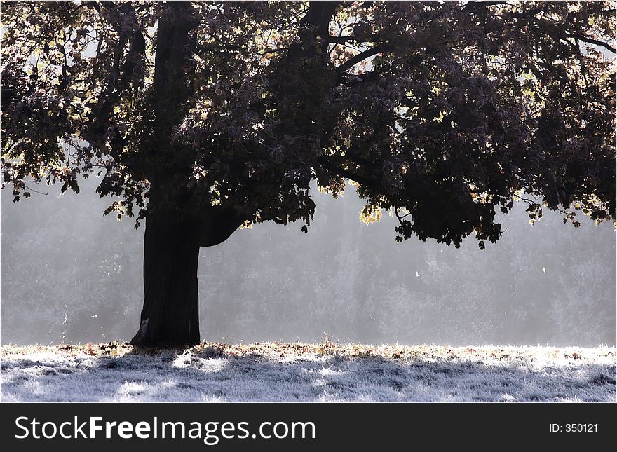 Backlit tree on a frosty Autumn morning. Backlit tree on a frosty Autumn morning.