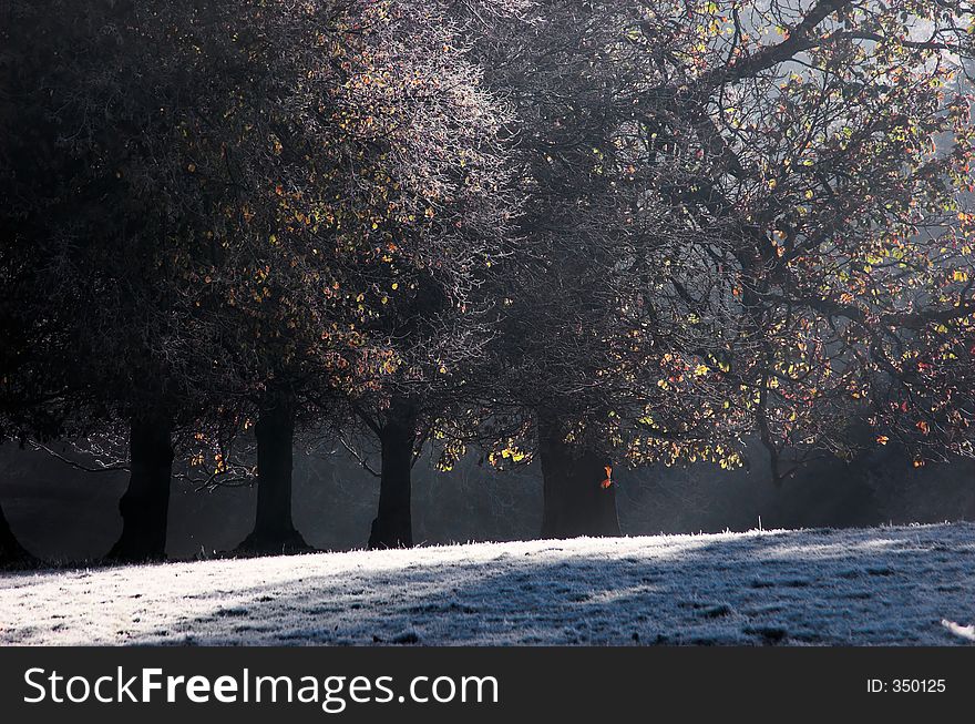 Sunlight and trees on frosty morning.