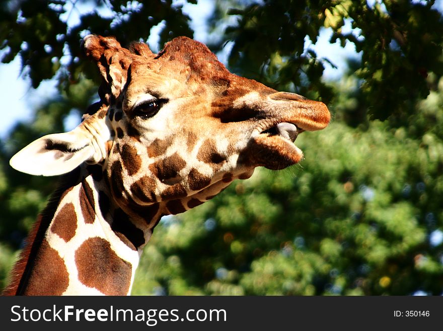 Portrait of a chewing giraffe