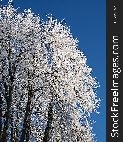 Icy tree on a very cold morning in bavaria,germany. Icy tree on a very cold morning in bavaria,germany