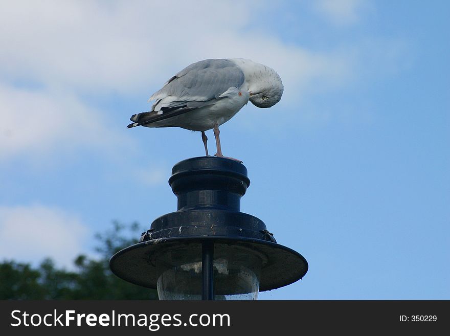 Seagull Preening itself on lamp post. Seagull Preening itself on lamp post