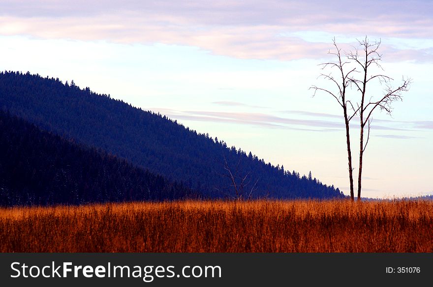 Lone Tree