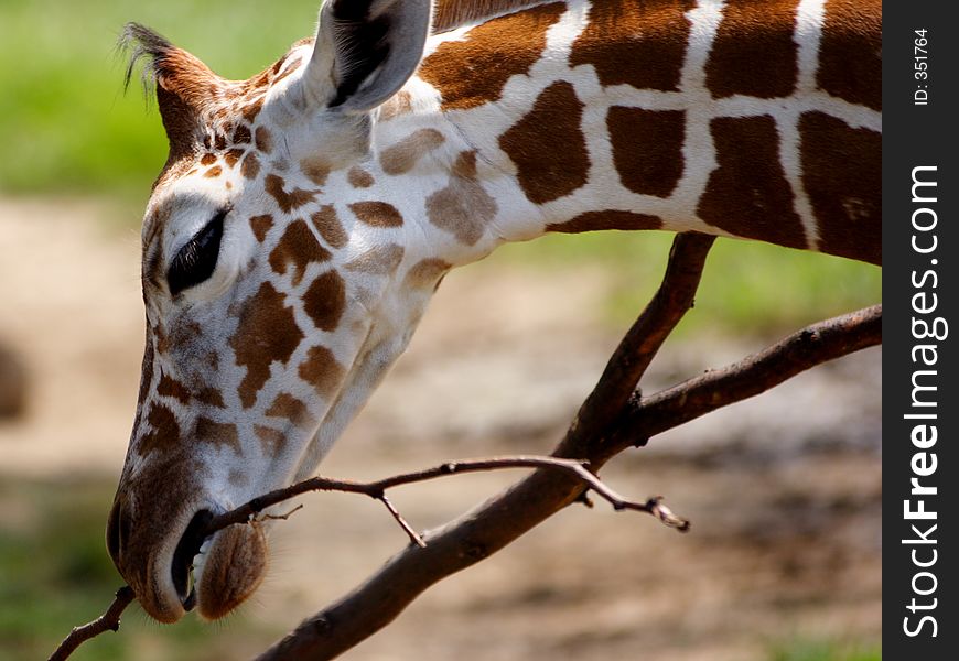 A baby giraffe at the zoo