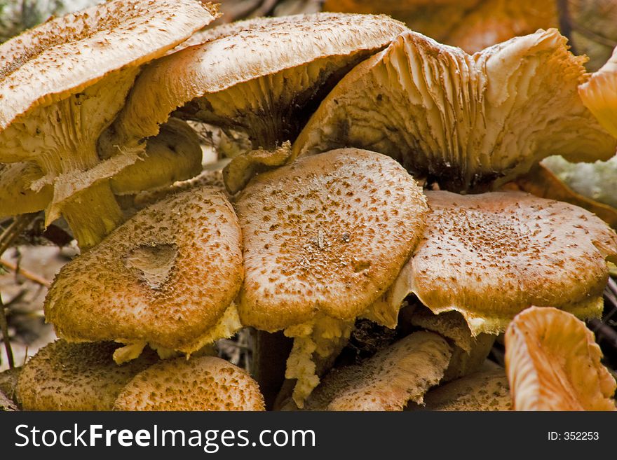 Family of mushrooms found growing in a cool, damp and dark forest floor on a rotting log. Family of mushrooms found growing in a cool, damp and dark forest floor on a rotting log.