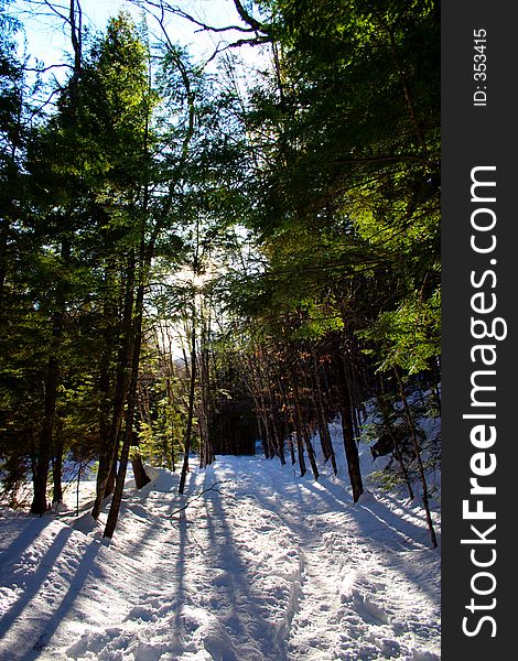 Pine trees in winter. Pine trees in winter