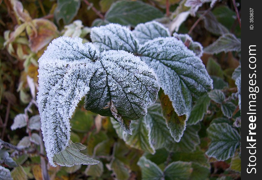 A frosted leaf in autumn