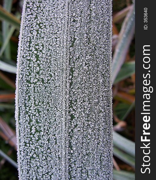 Frosted Leaf 4