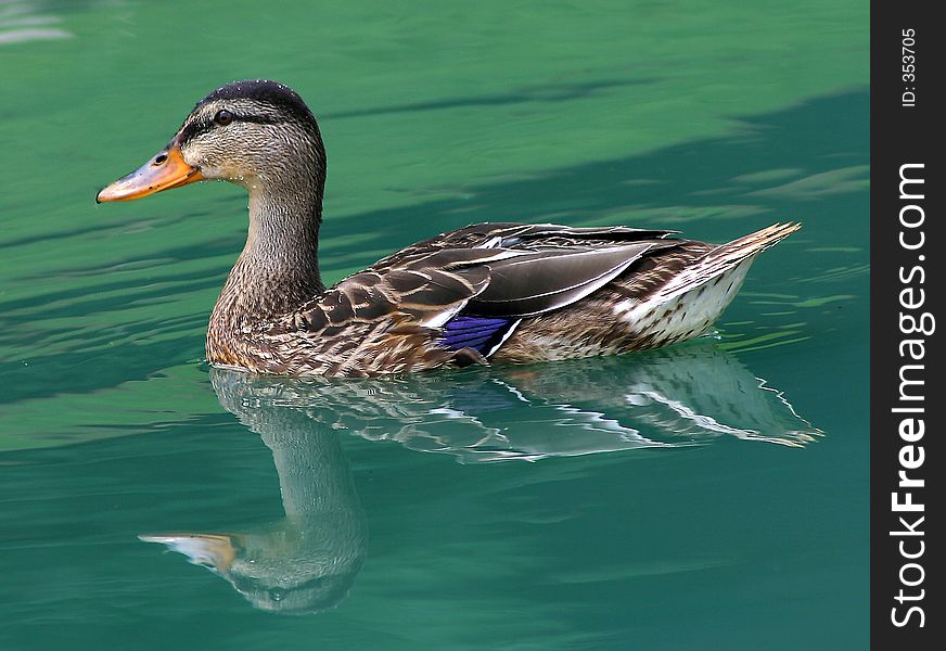 Duck with reflection on water. Duck with reflection on water