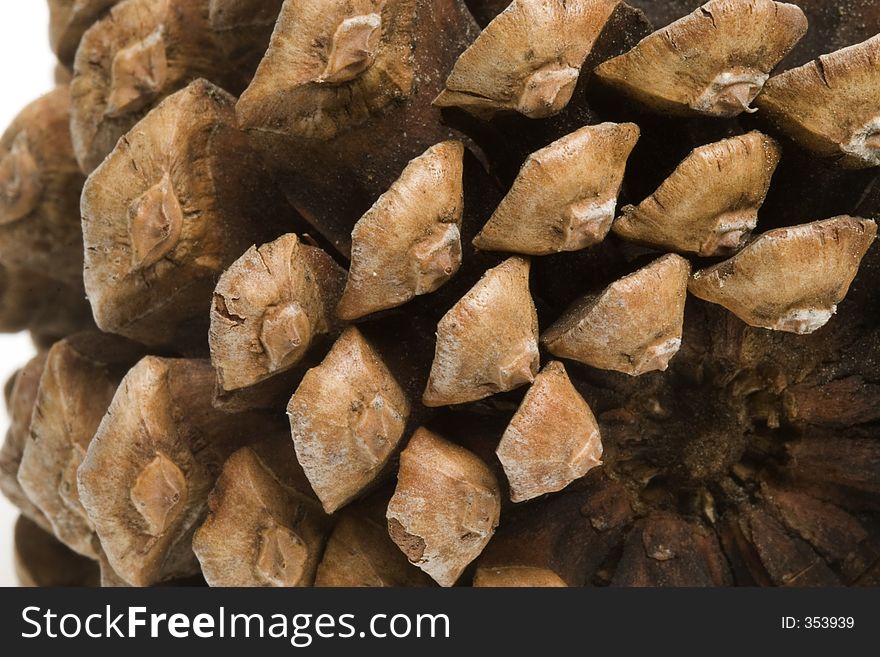 Pinecone Macro