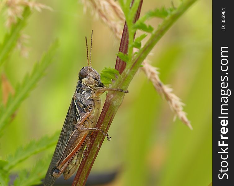 Grasshopper clinging to blade of grass